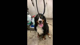 Bernese Mountain Dog at the Groomer