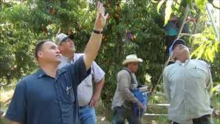 Grower Chat - Schnitzler Farms Ross peaches