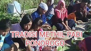 TRADISI METHIL PADI di PONOROGO.