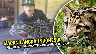 Mengenal Clouded Leopard, Macan Dahan Dari Hutan Kalimantan