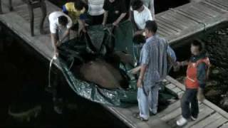 Chaophraya Stingray Pond