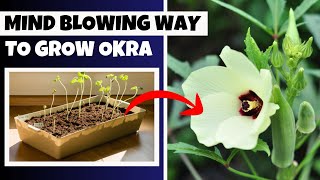 How To Grow Okra In Containers (Expert Secrets You Need to Know)