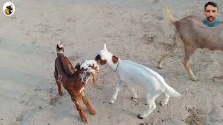 Funny Baby Goats || Baby Goats Playing and Jumping