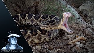 Rattlesnake Strikes In Slow Motion 05