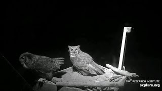 arī šis pāris pvisam drīz tiks pie bumbulīšiem.  27.01.2021 /Charlo Montana Osprey Nest/