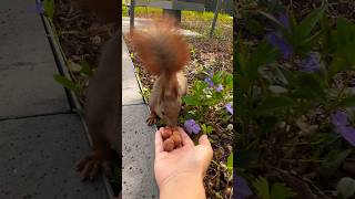 🐿️#feed #squirrel 🌰#shorts #cute #cuteanimal #eating #동물 #nature #funny #animals #poland #mylife