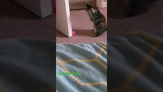 cat toy, gaming time. Mimi go crazy 🤣 #music #cattoy #kitten #catgames #cat #crazycatfunny