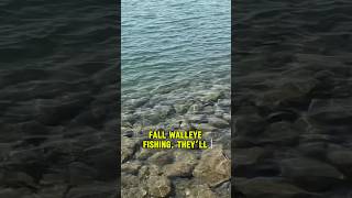 Fall Walleye Fishing TIPS And TECHNIQUES! 🎣 #shorts #fishing