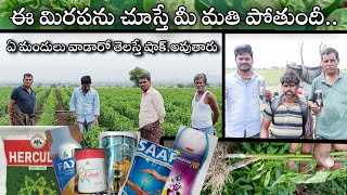 ఈ మిరప తోటను చూస్తే ఎవ్వరైనా షాక్ అవ్వాల్సిందే /redchilli crop #redchilli #nelathallivlogs #farmin