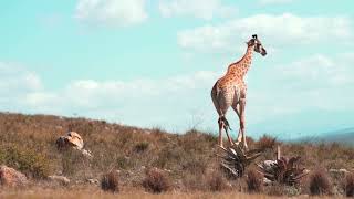 Giraffe| True Nature |