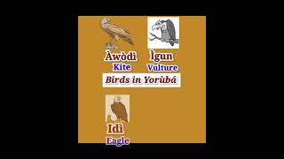 Yoruba Language - Bird names in Yoruba #shorts #youtubeshorts