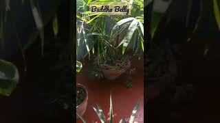 Buddha Belly Bamboo plant #viral #viralshort  #viralshorts #short #shorts #gardeningshorts