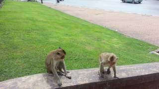 Coït de singes, Lopburi, Thaïlande