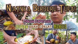 BOLANG TUPAI DAPETNYA. DURIAN ,BUAH COKLAT