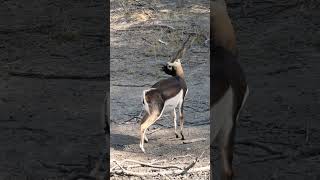 Beautiful Blackbuck #shorts