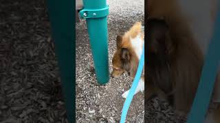 Is max friendly 2.0 #shortvideo #dog #dogeusdt #dogapparel #doge #funny #cute #cat