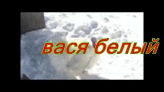 Вася белый