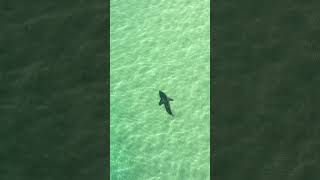 Hello Mr White Shark #sandiego #sharks #greatwhiteshark #ocean #drone #california #shark #usa