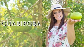 GUABIROBA | Madame das Frutas