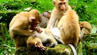 Sweet family ! Savana team help groom together when rest time on stone