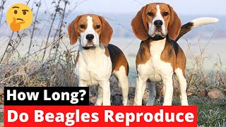 How Long do Beagles Reproduce? | Reproduction Cycle of Beagles |