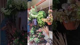 Amazing garden tour in Kerala || Hanging plants #shorts #youtubeshorts #short