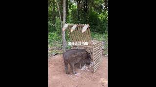 令人震驚的真相：合法與非法的動物行為 #trap #animals #trapanese #生 在西方是合法的，在中國是非法的