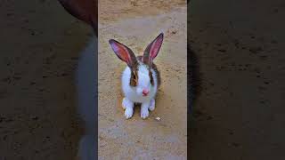 Beautiful Rabbit is looking 💘❤#rabbit #music #animals #animalshorts #nature #naturelovers