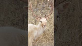 New video incoming. Archery fallow deer hunt in New Zealand #bowhunting #deerhunt #bowhunt