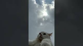 cute cat 💖#cuteanimal #music #song #viralvideo