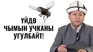 ҮЙДӨ ЧЫМЫН УЧКАНЫ УГУЛБАЙТ!