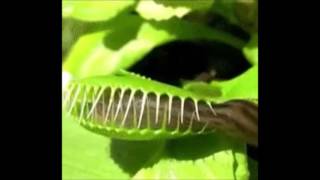 Slug Escaping a Venus Fly Trap