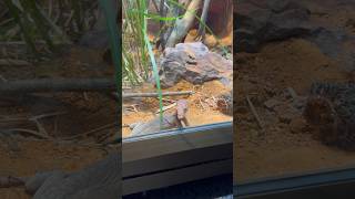 Pilbara Rock Monitor tries to break free? #shorts #zoo #animals #ytshorts