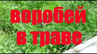 ВОРОБЕЙ В ТРАВЕ