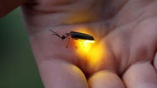 Glow Bugs : Fireflies Glow : Light insects : Bug Lanterngloe