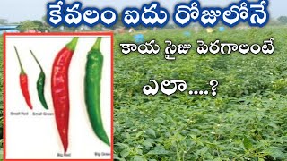 how to increase fruit size #కాయ పెరగడానికి వాడవలసిన మందులు #chamathkar #double #boron #కాల్షియం #ధను