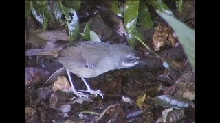 White-browed scrubwren, O'Reilly's Rainforest Retreat, Australia