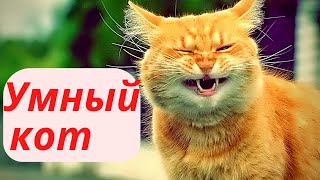 Умный кот | Приколы | Юмор | Ржач | Приколы с котами