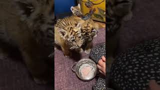 anak harimau lucu dan imut