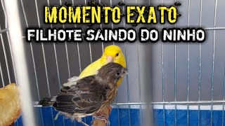 MOMENTO EM QUE O FILHOTE SAI DO NINHO, PRIMEIRO VÔO DELE ACOMPANHEM