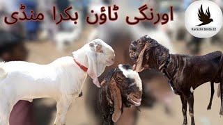 Bakra Eid ki taiyari Zoro shoron Se Jari | بکرا  عید کی تیاری زورو شورو سے جاری