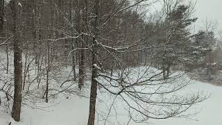 Falling snow at the edge of the forest