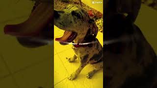 #viral #viralvideo #puppy #viralshorts