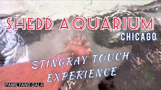 Stingray touch experience | Chicago, Illinois