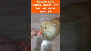 Кошка есть арбуз!