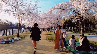 WALKING IN THE CHERRY BLOSSOM AVENUE AT OSAKA CASTLE PARK | 4K ASMR |