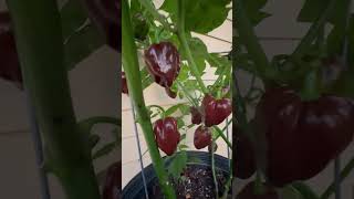 Chocolate habanero 🌶️ heat equal to Carolina reaper