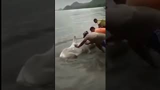 Rescueing a shark #shark #rescue #beach #help #ocean #shorts