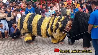 tari macan vs Banteng mengamuk live komis #tarian #banyuwangi#bantengan