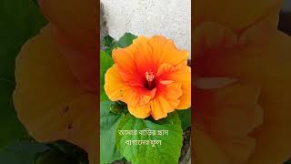 আমার বাড়ির ছাদ বাগানের ফুল। #shortsviral #flowers